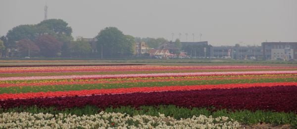 Campos de tulipas vista do jardim Keukenhof