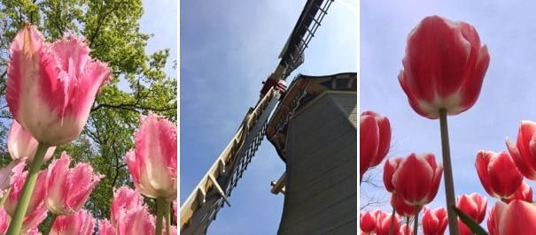 Keukenhof na Holanda