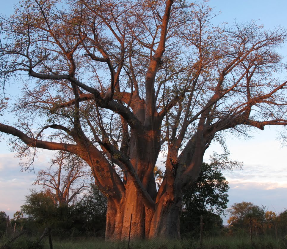 Zimbabue big tree