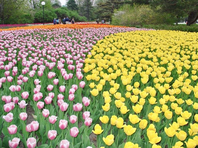 Festival das Tulipas em Ottawa