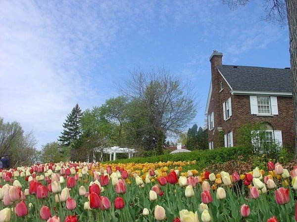 Tulipas em Ottawa