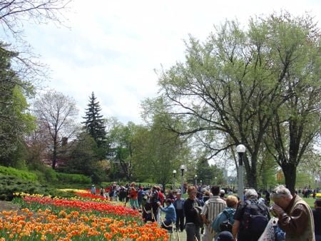 Festival das Tulipas