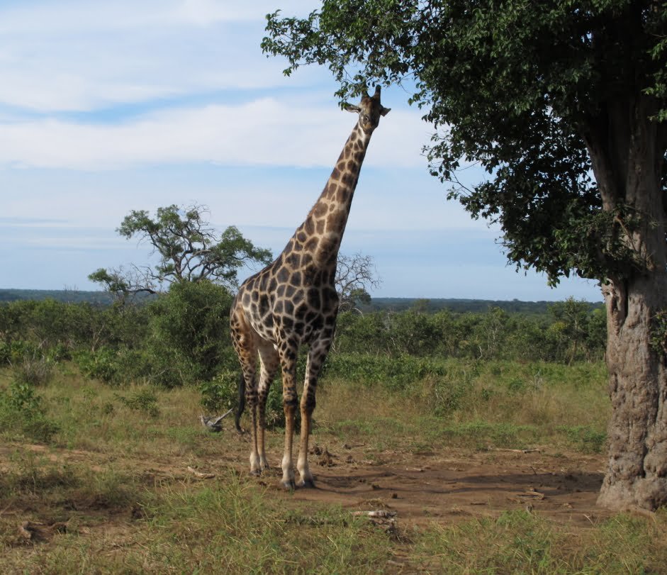 Chobe Botsuana