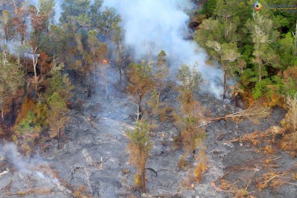 Floresta sendo consumida pela lava do Kilauea .jpg