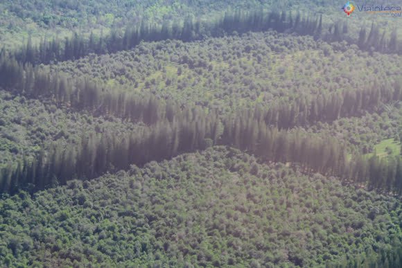 Plantação de Macadâmicas no Hawaii