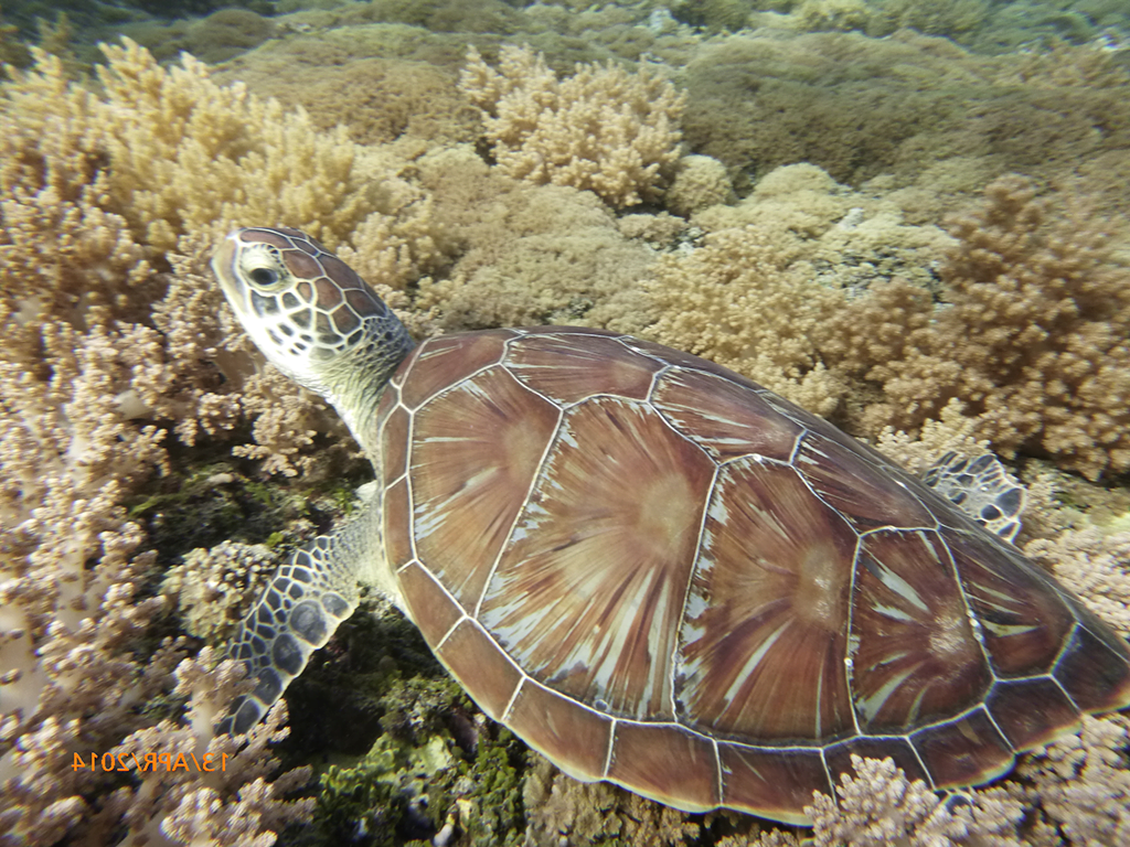 Mergulhos em Sipadan