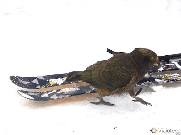 Kea inspecionando meus esquis