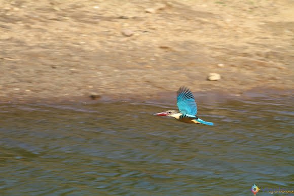 Martim Pescador no Lake Periyar