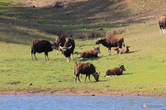 Gauro: O bisão indiano no Periyar Lake no Kerala