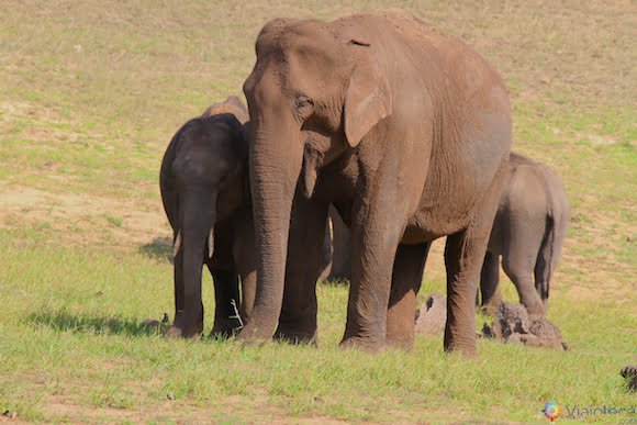 Elefantes selvagens em Thekkady