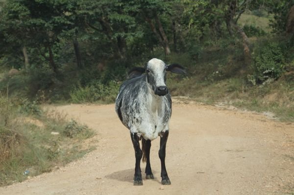 No caminho tinha uma vaca