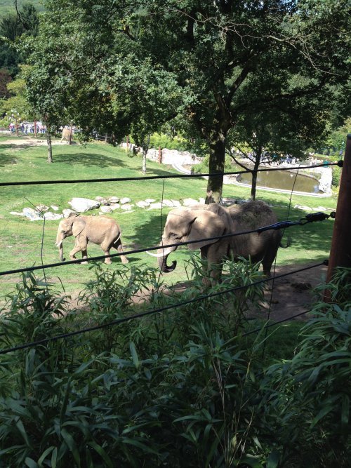 Opel Zoo Elefantes