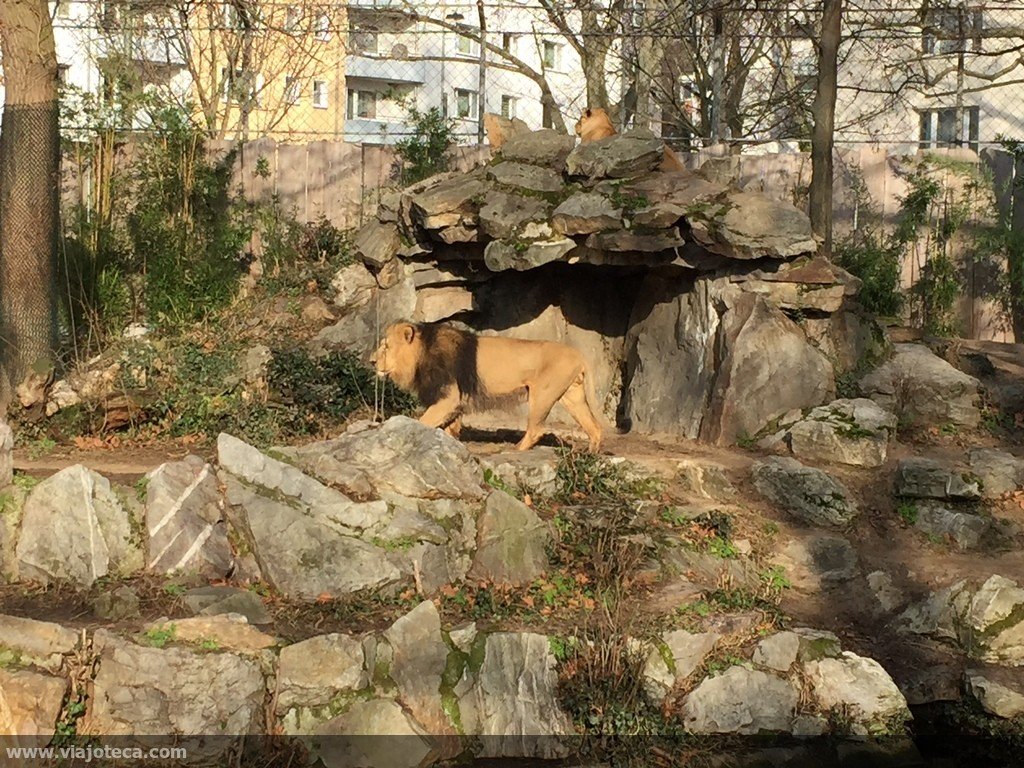 Zoo Frankfurt capa