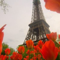 tulipas na Torre Eiffel tulipas na Torre Eiffel