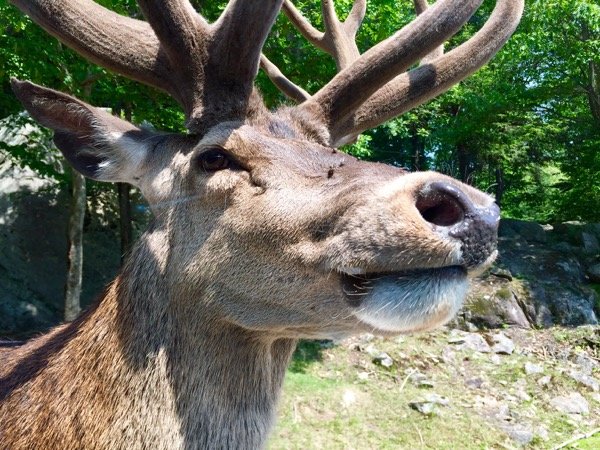 Parc Omega no Canadá