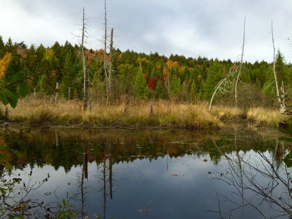 algonquin park no outono