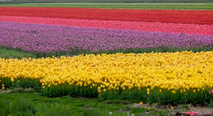 Arco-íris de tulipas