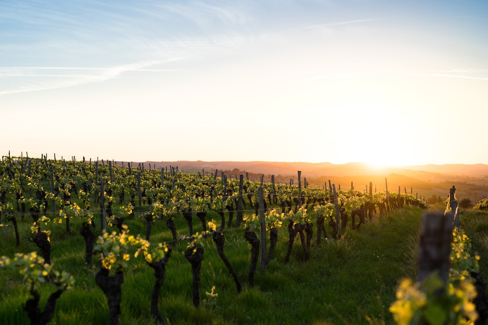 Vinícolas França Boudewijn “Bo” Boer on Unsplash