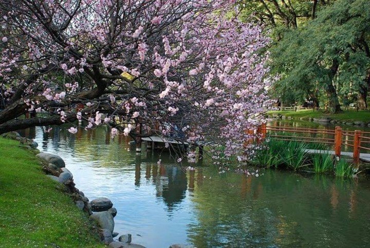 Florada das cerejeiras em Buenos Aires
