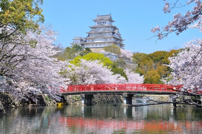 Florada das cerejeiras no JapÃ£o