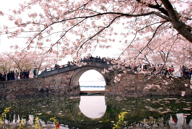 Florada das cerejeiras na China