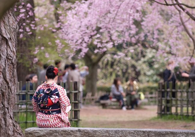 Florada das Cerejeiras no Japão