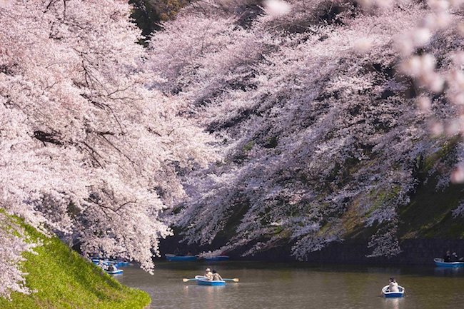 Florada Cerejeiras no Japão