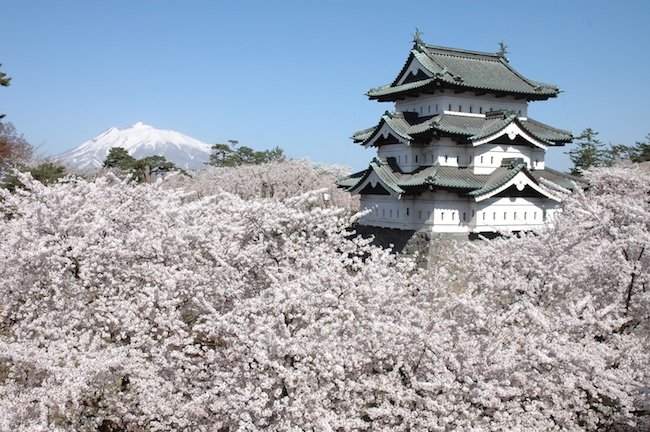 Florada das cerejeiras em Hirosaki no JapÃ£o