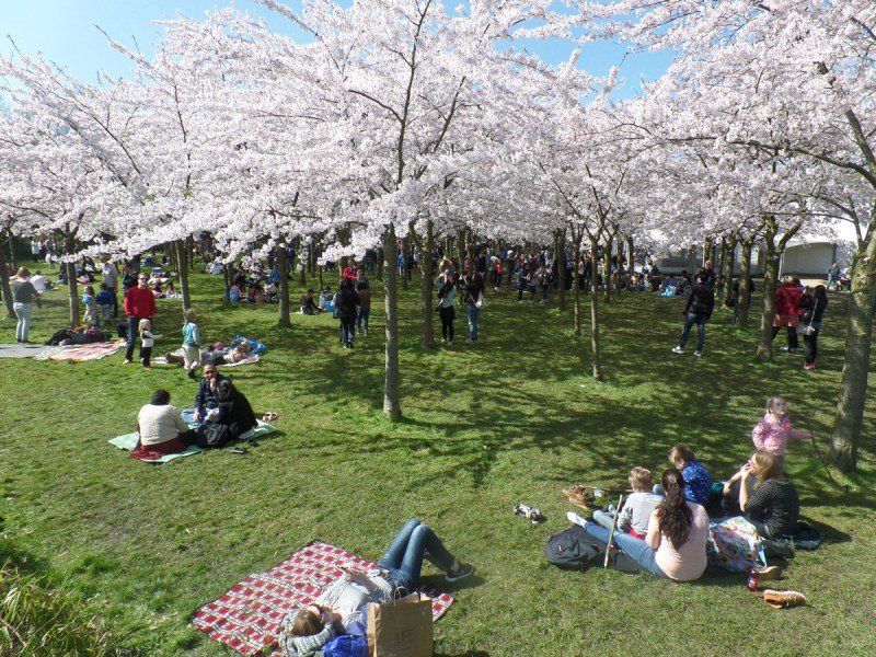 Florada das cerejeiras em Amsterdã