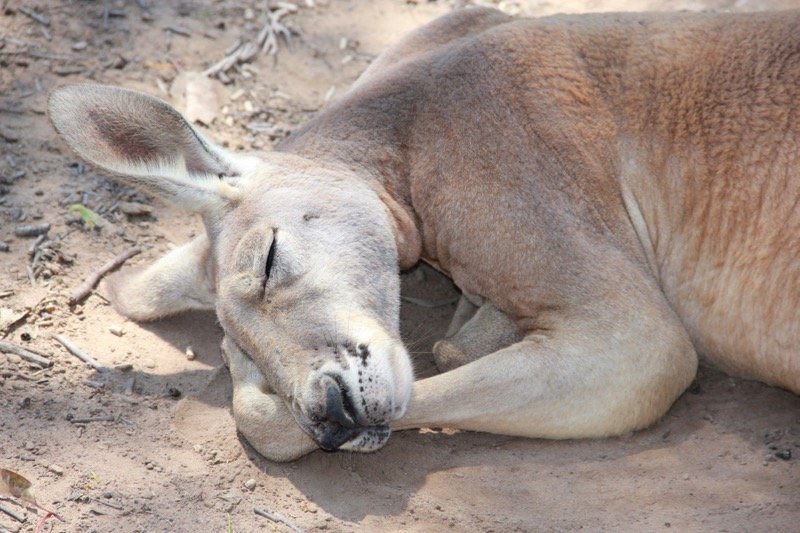 Onde ver canguru na Austrália