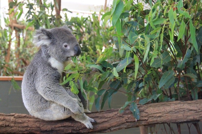 Onde ver coala em Brisbane