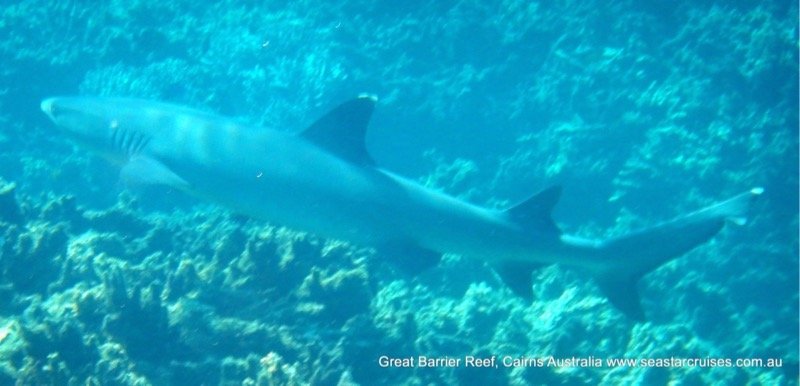 Hastings Reef