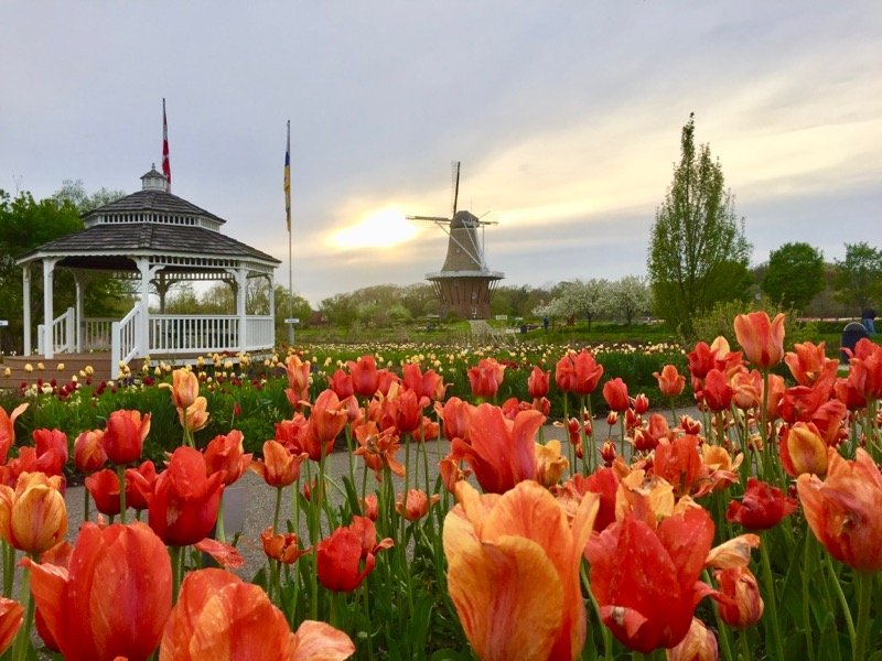 Tulipas em Holland, Michigan