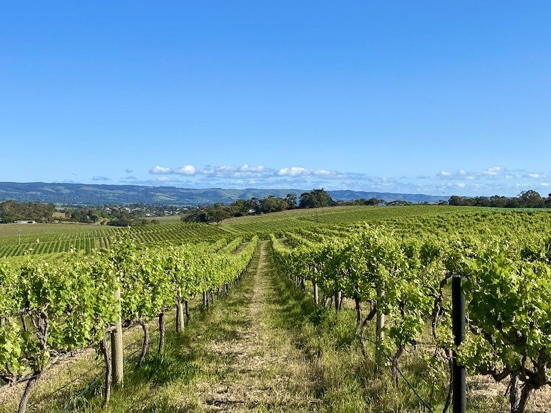 McLaren Vale - vinhos da Austrália